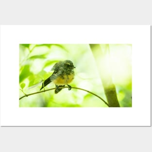New Zealand fantail in tree with defocussed leaves and branches. Posters and Art